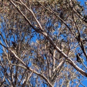 Callocephalon fimbriatum at Namadgi National Park - 6 Jul 2024