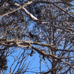 Callocephalon fimbriatum at Namadgi National Park - 6 Jul 2024