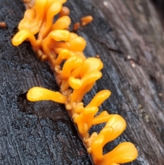 Dacryopinax spathularia at Mogo State Forest - 4 Jul 2024 12:59 PM