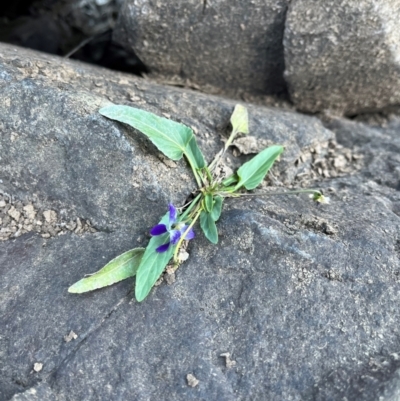 Viola betonicifolia subsp. betonicifolia (Arrow-Leaved Violet) at Burrinjuck, NSW - 5 Jul 2024 by SonyaDuus