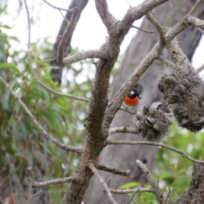 Petroica boodang (Scarlet Robin) at Nattai National Park - 3 Jul 2024 by Span102