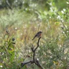 Petroica boodang at Wollondilly Local Government Area - 3 Jul 2024 01:07 PM