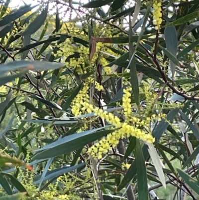 Acacia longifolia subsp. longifolia (Sydney Golden Wattle) at Bournda National Park - 5 Jul 2024 by Clarel