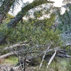 Acacia longifolia subsp. longifolia at Bournda National Park - 5 Jul 2024