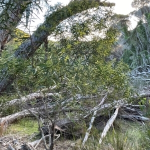 Acacia longifolia subsp. longifolia at Bournda National Park - 5 Jul 2024