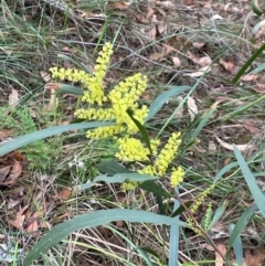 Acacia longifolia subsp. longifolia at Bournda National Park - 5 Jul 2024 02:47 PM