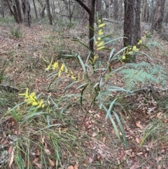 Acacia longifolia subsp. longifolia at Bournda National Park - 5 Jul 2024