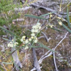 Acacia suaveolens (Sweet Wattle) at Bournda National Park - 5 Jul 2024 by Clarel