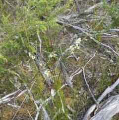 Acacia suaveolens at Bournda National Park - 5 Jul 2024