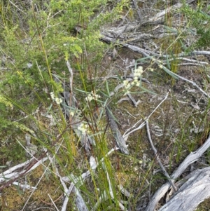 Acacia suaveolens at Bournda National Park - 5 Jul 2024