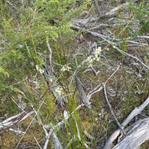 Acacia suaveolens at Bournda National Park - 5 Jul 2024 02:39 PM