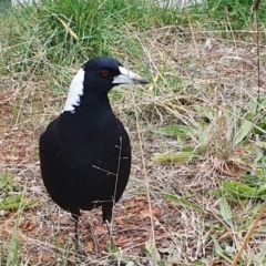 Gymnorhina tibicen (Australian Magpie) at Gunning Bush Block - 4 Jul 2024 by JohnS