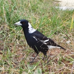 Gymnorhina tibicen at Gunning Bush Block - 5 Jul 2024