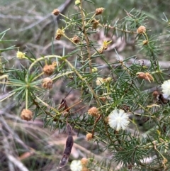Acacia ulicifolia (Prickly Moses) at Bournda National Park - 5 Jul 2024 by Clarel