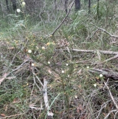 Acacia ulicifolia at Bournda National Park - 5 Jul 2024