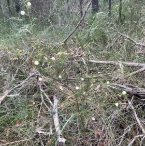 Acacia ulicifolia at Bournda National Park - 5 Jul 2024