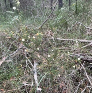 Acacia ulicifolia at Bournda National Park - 5 Jul 2024 02:49 PM