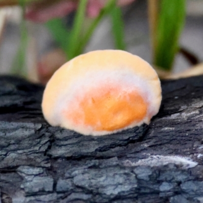 Unidentified Shelf-like to hoof-like & usually on wood at Broulee Moruya Nature Observation Area - 5 Jul 2024 by LisaH