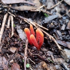 Clavulinopsis sulcata (A club fungi) at Mogo State Forest - 4 Jul 2024 by Teresa