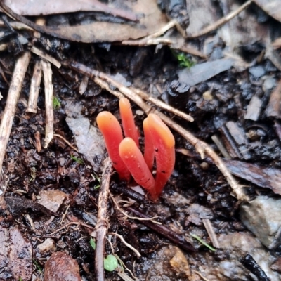 Clavulinopsis sulcata (A club fungi) at Mogo State Forest - 4 Jul 2024 by Teresa