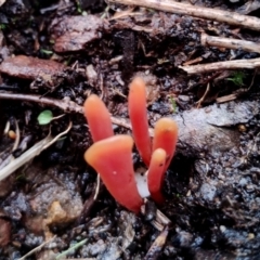 Clavulinopsis sulcata at Mogo State Forest - 4 Jul 2024 01:52 PM