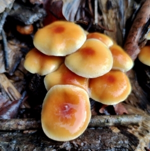 Hypholoma fasciculare at Runnyford, NSW - 4 Jul 2024 11:36 AM