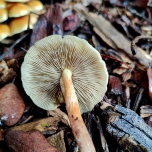 Hypholoma fasciculare at Runnyford, NSW - 4 Jul 2024 11:36 AM