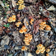 Hypholoma fasciculare at Runnyford, NSW - 4 Jul 2024 11:36 AM