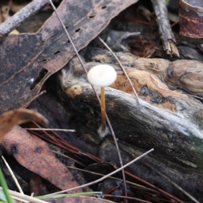 Unidentified Cap on a stem; gills below cap [mushrooms or mushroom-like] at Broulee Moruya Nature Observation Area - 5 Jul 2024 by LisaH