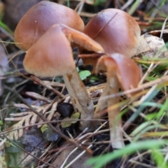 Unidentified Cap on a stem; gills below cap [mushrooms or mushroom-like] at Moruya, NSW - 5 Jul 2024 by LisaH