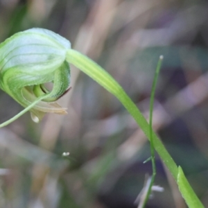 Pterostylis nutans at Broulee Moruya Nature Observation Area - suppressed