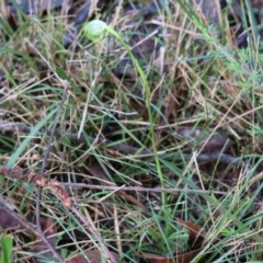 Pterostylis nutans at Broulee Moruya Nature Observation Area - suppressed