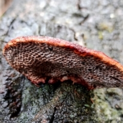 Unidentified Shelf-like to hoof-like & usually on wood at Mogo State Forest - 4 Jul 2024 by Teresa