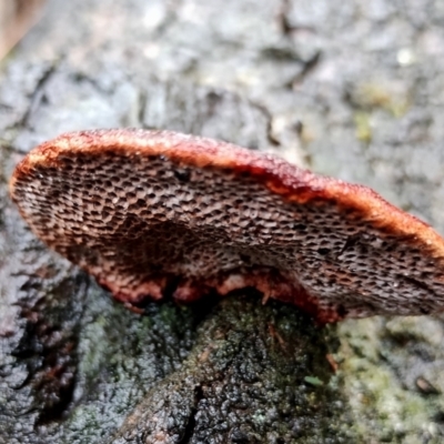 Unidentified Shelf-like to hoof-like & usually on wood at Runnyford, NSW - 4 Jul 2024 by Teresa