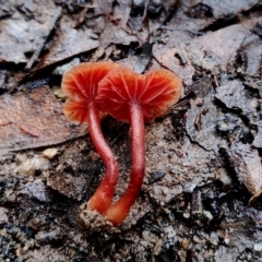 Unidentified Cap on a stem; gills below cap [mushrooms or mushroom-like] at Mogo State Forest - 4 Jul 2024 by Teresa