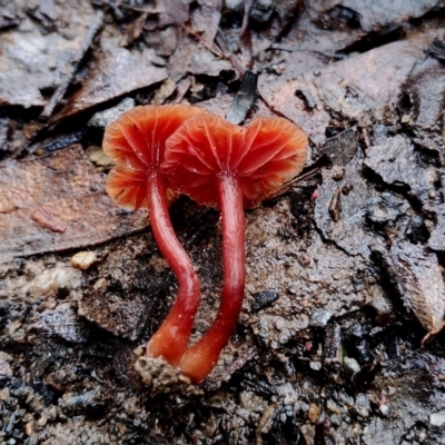 Unidentified Cap on a stem; gills below cap [mushrooms or mushroom-like] at Mogo State Forest - 4 Jul 2024 by Teresa