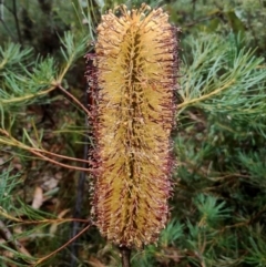 Banksia spinulosa var. spinulosa (Hairpin Banksia) at Mogo State Forest - 4 Jul 2024 by Teresa