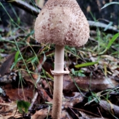 Macrolepiota clelandii (Macrolepiota clelandii) at Mogo State Forest - 4 Jul 2024 by Teresa