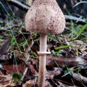 Macrolepiota clelandii at Mogo State Forest - 4 Jul 2024