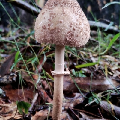 Macrolepiota clelandii (Macrolepiota clelandii) at Mogo State Forest - 4 Jul 2024 by Teresa