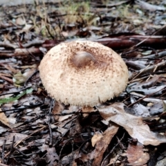 Macrolepiota clelandii at Mogo State Forest - 4 Jul 2024