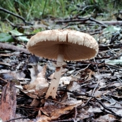 Macrolepiota clelandii at Mogo State Forest - 4 Jul 2024