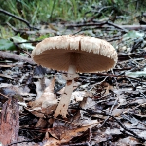 Macrolepiota clelandii at Mogo State Forest - 4 Jul 2024