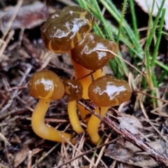 Leotia lubrica (Jellybaby) at Mogo State Forest - 4 Jul 2024 by Teresa