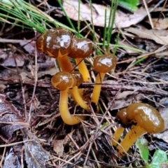 Leotia lubrica at Mogo State Forest - 4 Jul 2024 11:51 AM