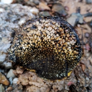 Pisolithus marmoratus at Mogo State Forest - 4 Jul 2024 02:21 PM