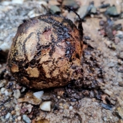 Pisolithus marmoratus at Mogo State Forest - 4 Jul 2024 02:21 PM