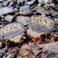 Pisolithus marmoratus at Mogo State Forest - 4 Jul 2024 02:21 PM