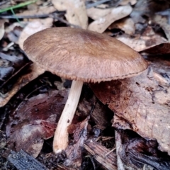 Pluteus sp. at Mogo, NSW - 4 Jul 2024 by Teresa