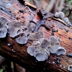 Resupinatus sp. at Mogo State Forest - 4 Jul 2024